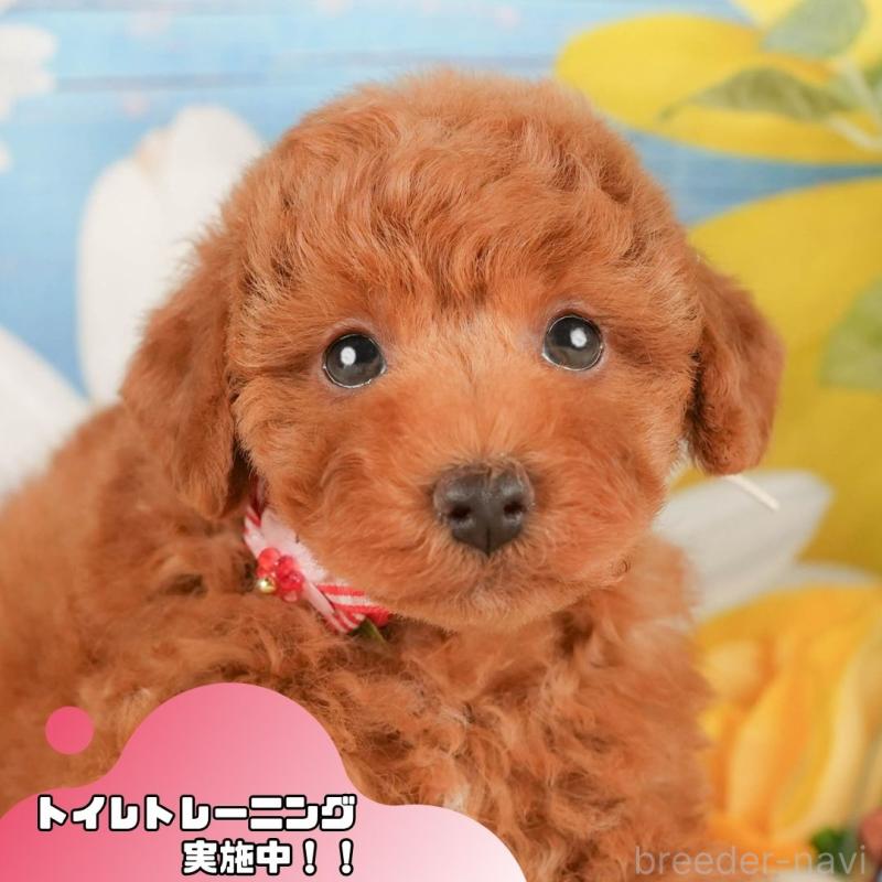 販売中の静岡県のトイプードル-423116の1枚目