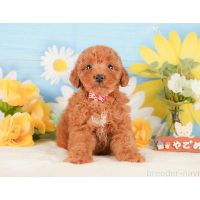 販売中の静岡県のトイプードル-423116の12枚目