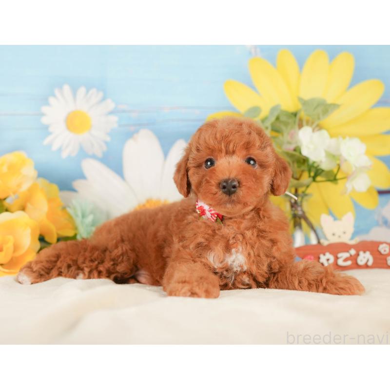 販売中の静岡県のトイプードル-423116の11枚目