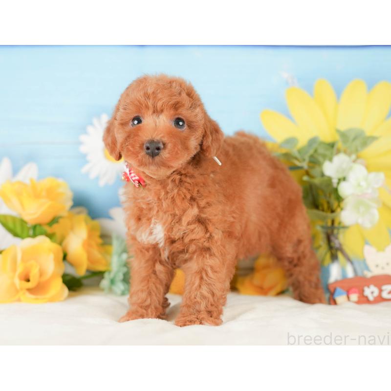 販売中の静岡県のトイプードル-423116の10枚目