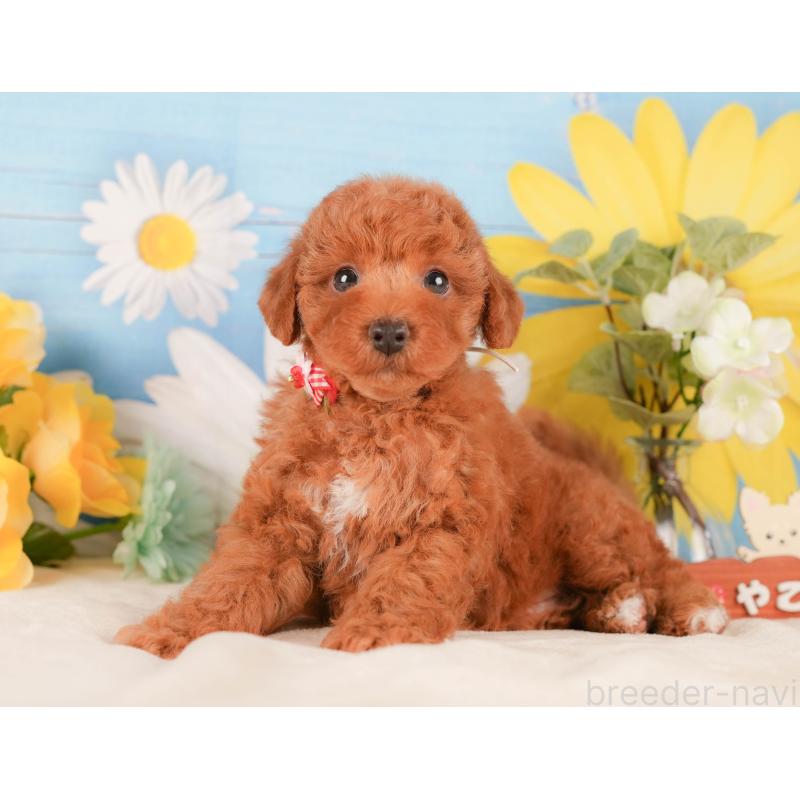 販売中の静岡県のトイプードル-423116の9枚目