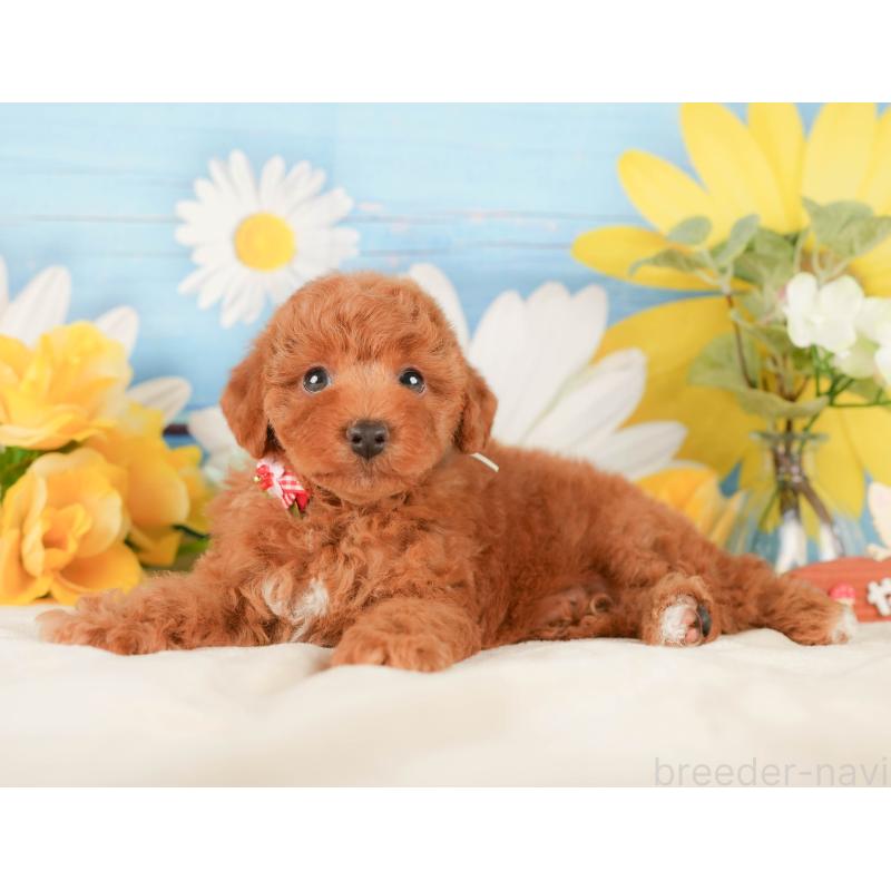 販売中の静岡県のトイプードル-423116の8枚目