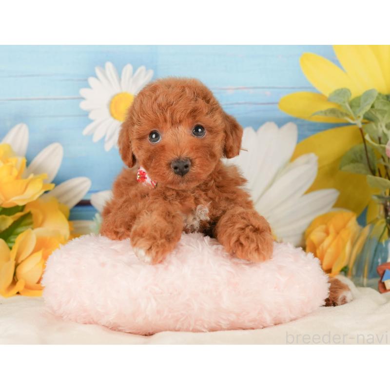 販売中の静岡県のトイプードル-423116の7枚目