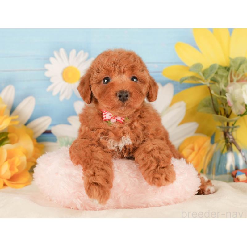 販売中の静岡県のトイプードル-423116の6枚目