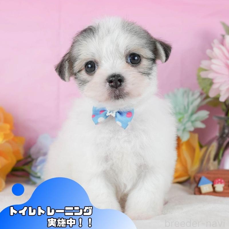 販売中の静岡県のチワマル:チワワ×マルチーズ-423115の1枚目