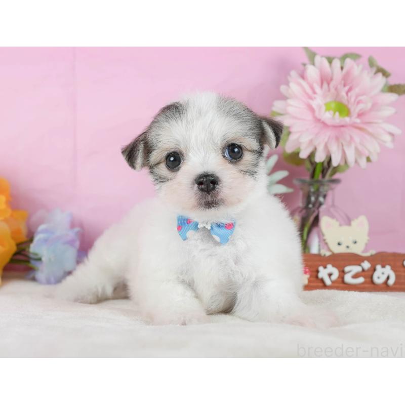 販売中の静岡県のチワマル:チワワ×マルチーズ-423115の12枚目