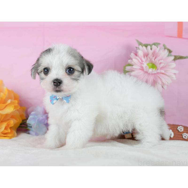 販売中の静岡県のチワマル:チワワ×マルチーズ-423115の11枚目