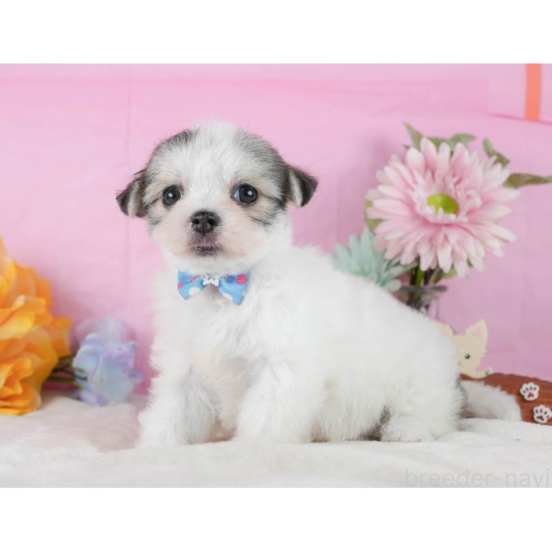 販売中の静岡県のチワマル:チワワ×マルチーズ-423115の10枚目