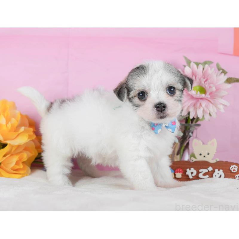 販売中の静岡県のチワマル:チワワ×マルチーズ-423115の9枚目