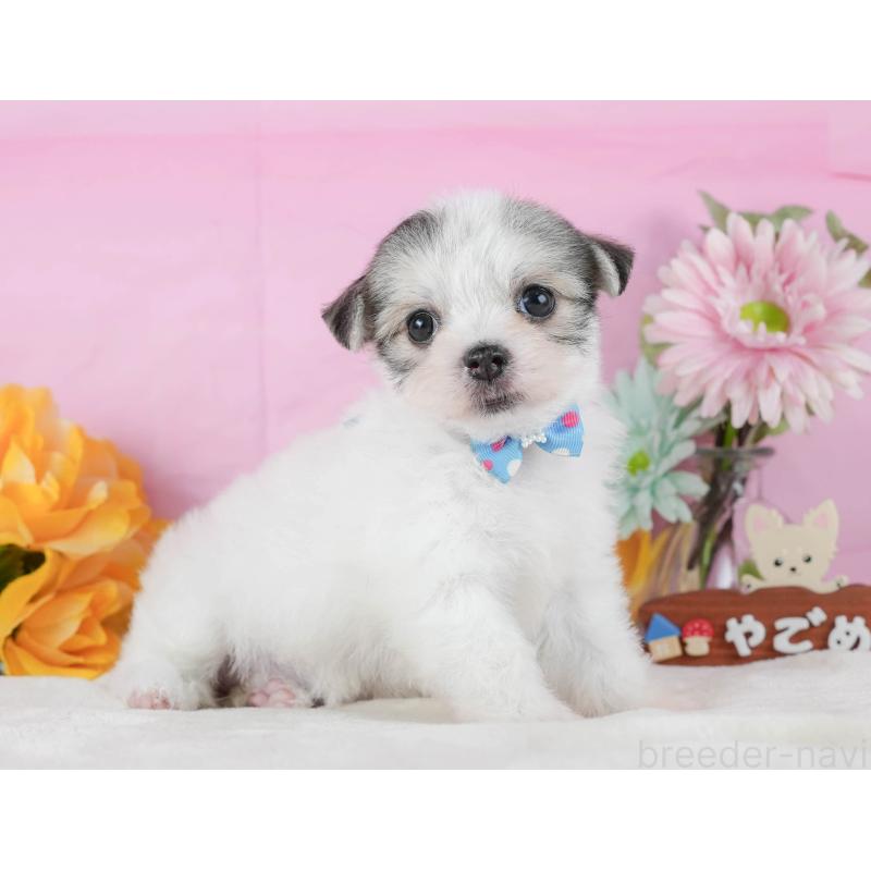 販売中の静岡県のチワマル:チワワ×マルチーズ-423115の8枚目