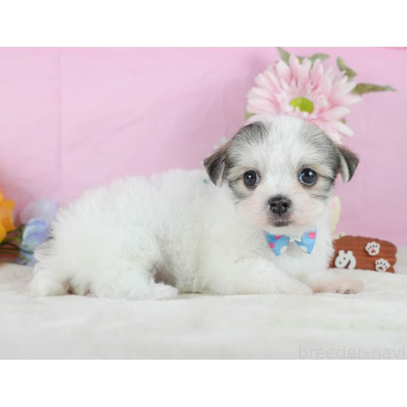 販売中の静岡県のチワマル:チワワ×マルチーズ-423115の7枚目