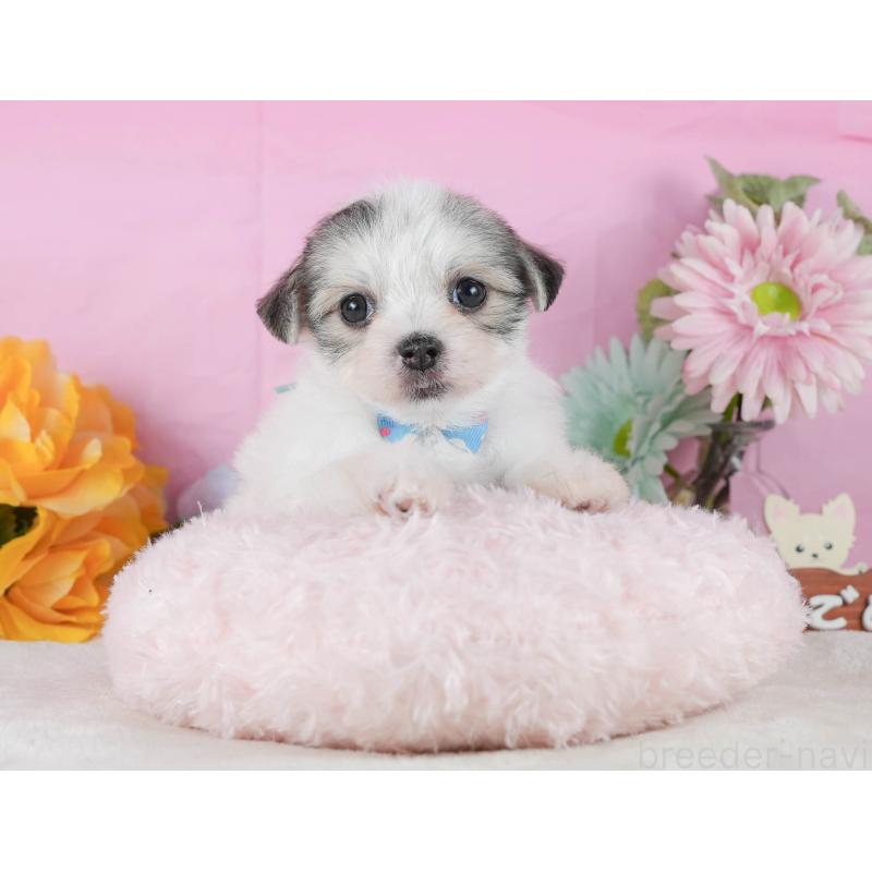 販売中の静岡県のチワマル:チワワ×マルチーズ-423115の6枚目