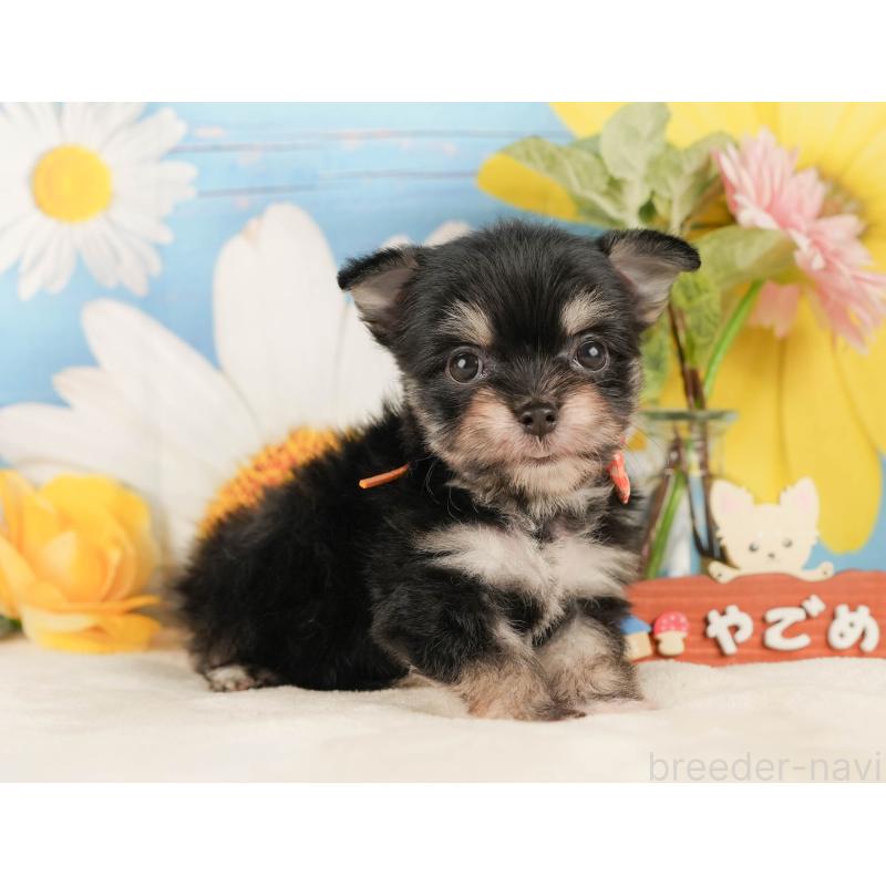 販売中の静岡県のチワマル:チワワ×マルチーズ-423112の12枚目