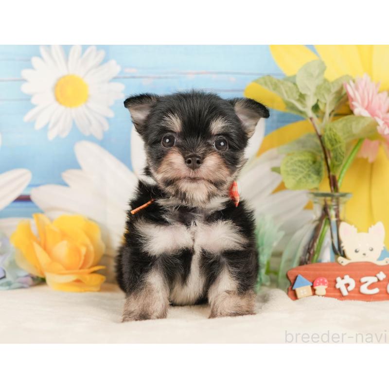 販売中の静岡県のチワマル:チワワ×マルチーズ-423112の11枚目