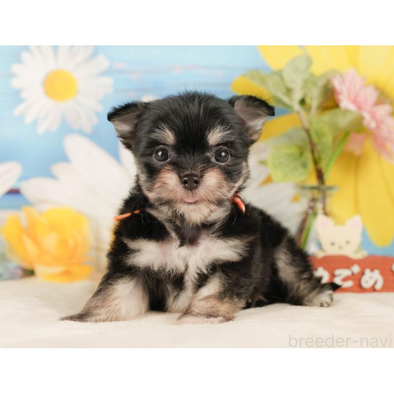 販売中の静岡県のチワマル:チワワ×マルチーズ-423112の10枚目