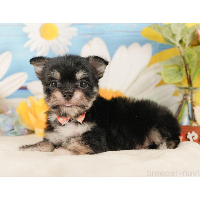 販売中の静岡県のチワマル:チワワ×マルチーズ-423112の9枚目