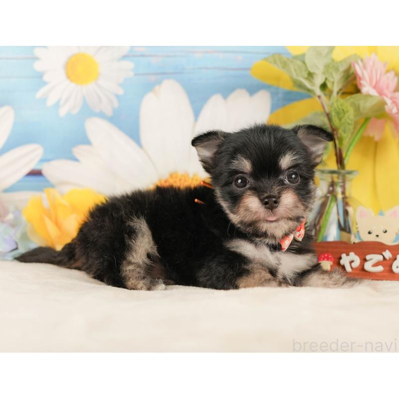 販売中の静岡県のチワマル:チワワ×マルチーズ-423112の8枚目