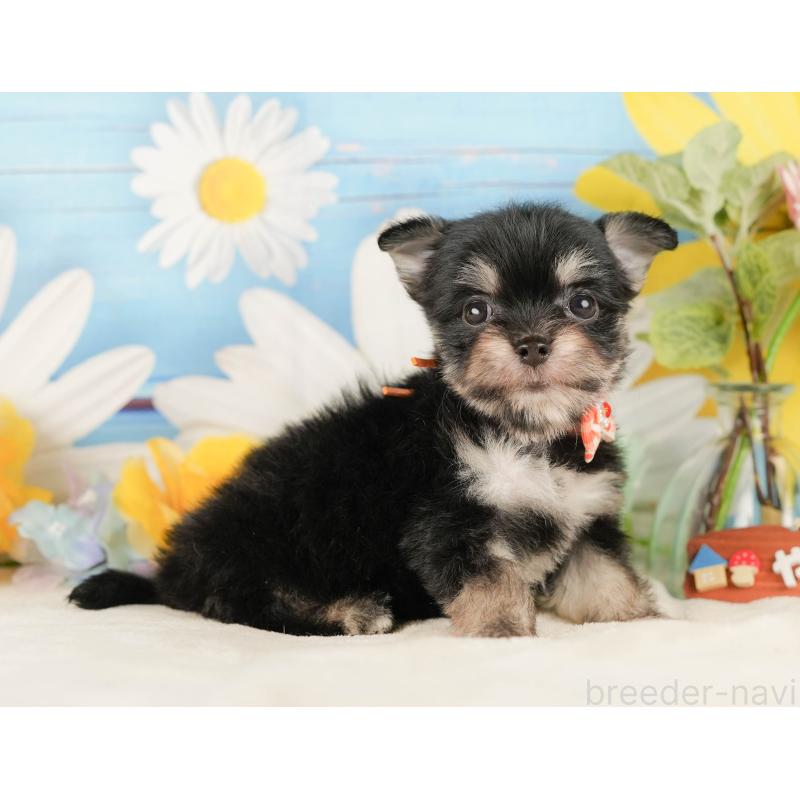 販売中の静岡県のチワマル:チワワ×マルチーズ-423112の7枚目