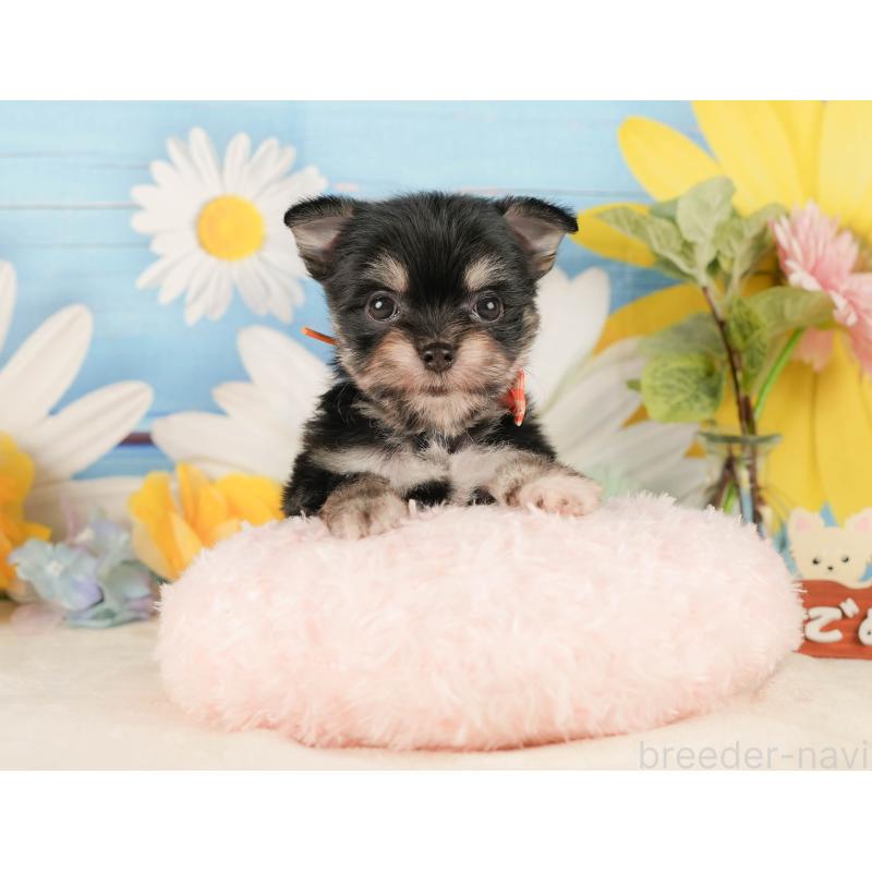 販売中の静岡県のチワマル:チワワ×マルチーズ-423112の6枚目