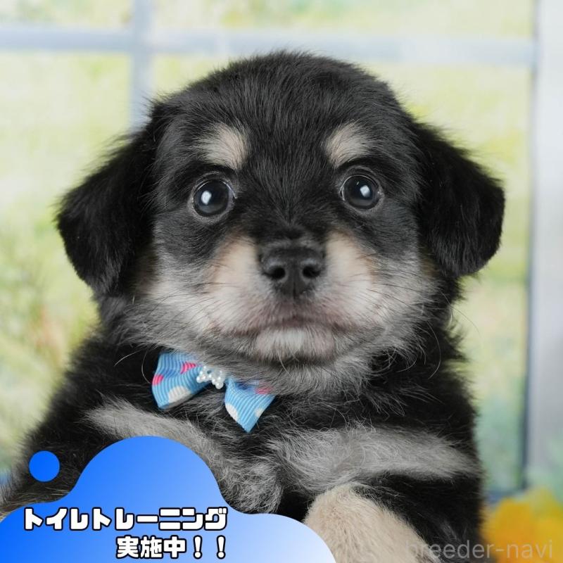 販売中の静岡県のチワックス:チワワ×ミニチュアダックスフンド-423111