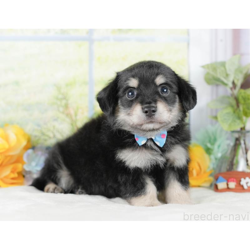 販売中の静岡県のチワックス:チワワ×ミニチュアダックスフンド-423111の10枚目