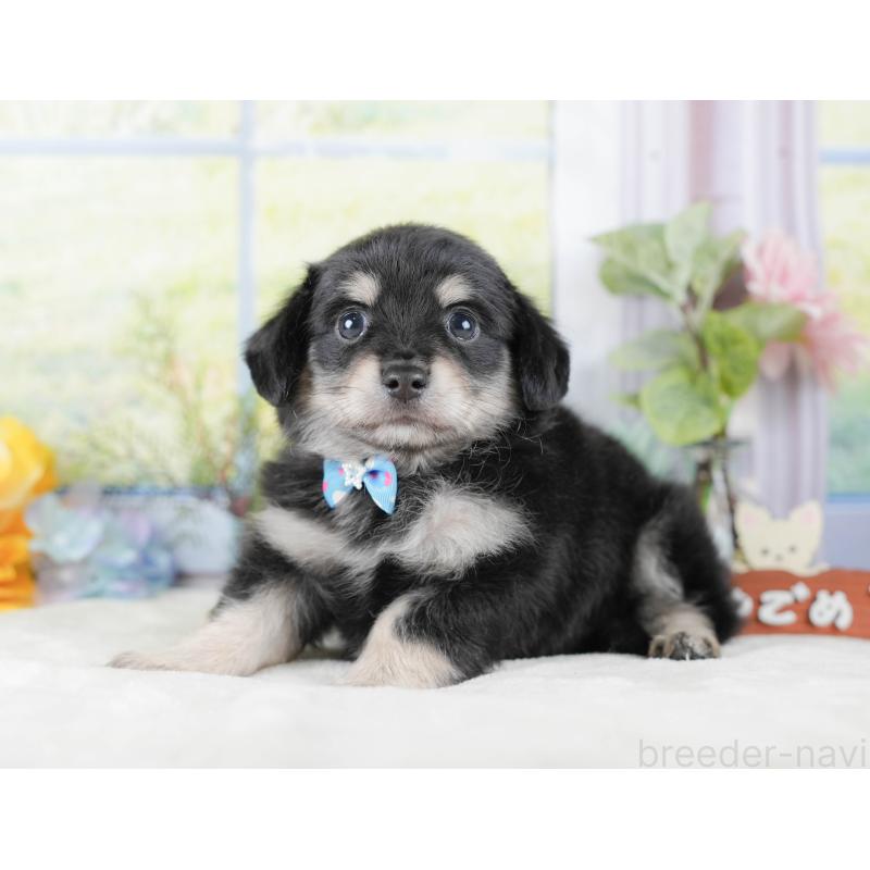 販売中の静岡県のチワックス:チワワ×ミニチュアダックスフンド-423111の9枚目