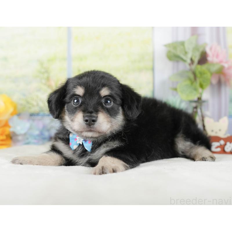 販売中の静岡県のチワックス:チワワ×ミニチュアダックスフンド-423111の8枚目