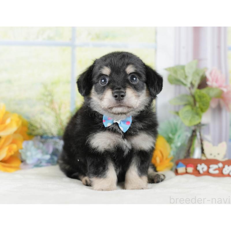 販売中の静岡県のチワックス:チワワ×ミニチュアダックスフンド-423111の6枚目