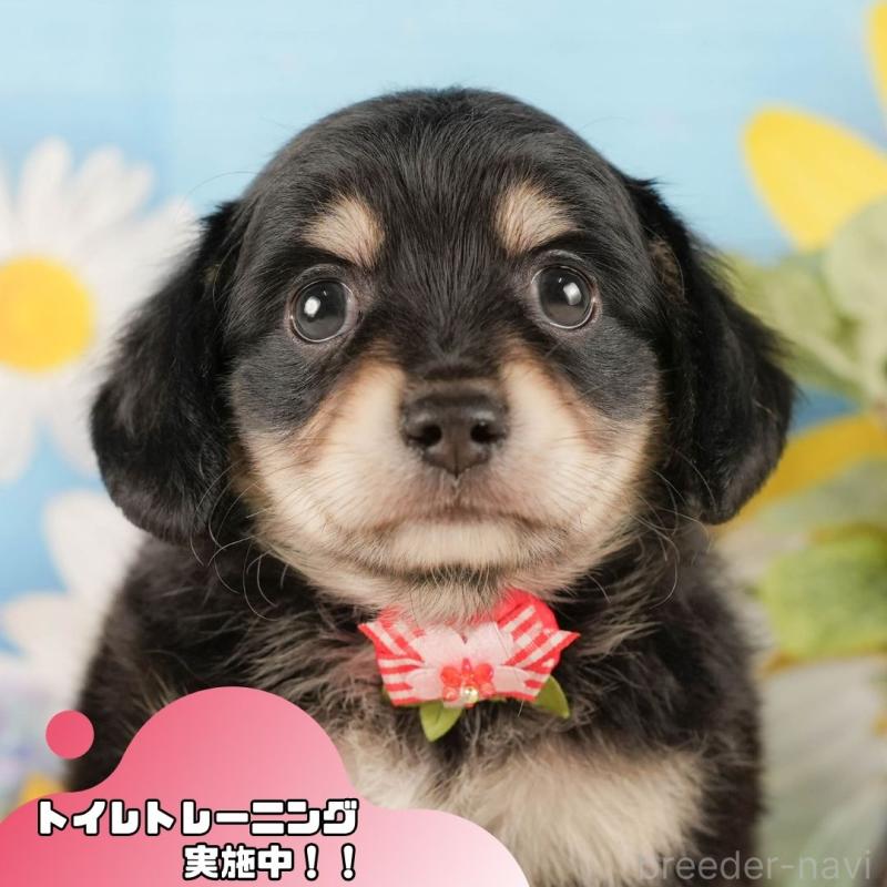 販売中の静岡県のチワックス:チワワ×ミニチュアダックスフンド-423110