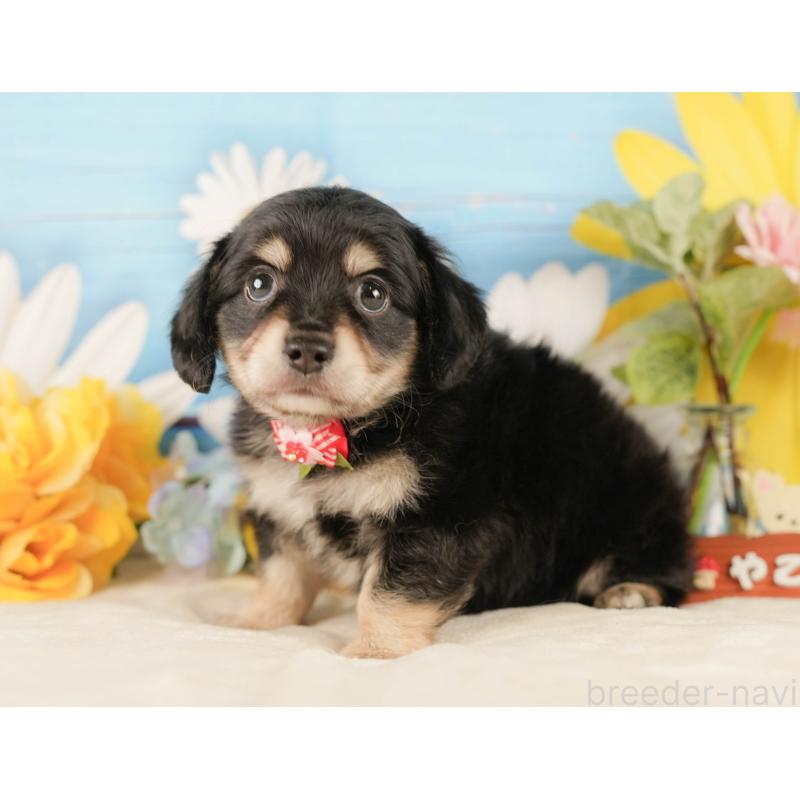 販売中の静岡県のチワックス:チワワ×ミニチュアダックスフンド-423110の11枚目