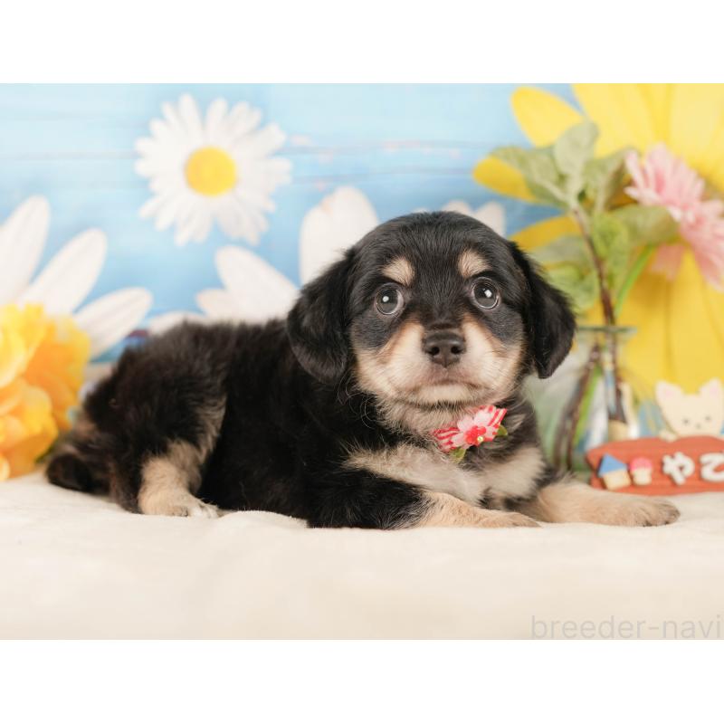 販売中の静岡県のチワックス:チワワ×ミニチュアダックスフンド-423110の8枚目