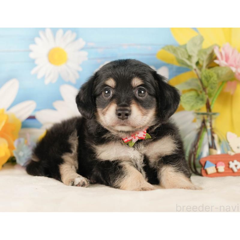 販売中の静岡県のチワックス:チワワ×ミニチュアダックスフンド-423110の7枚目