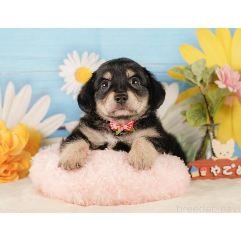 販売中の静岡県のチワックス:チワワ×ミニチュアダックスフンド-423110の6枚目