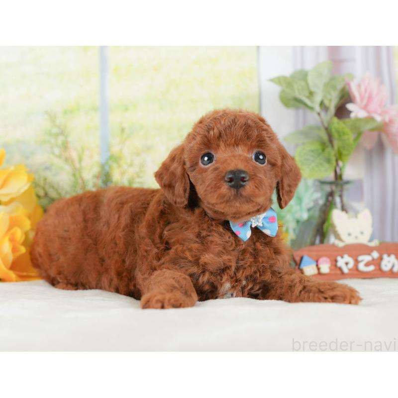 販売中の静岡県のトイプードル-423109の12枚目