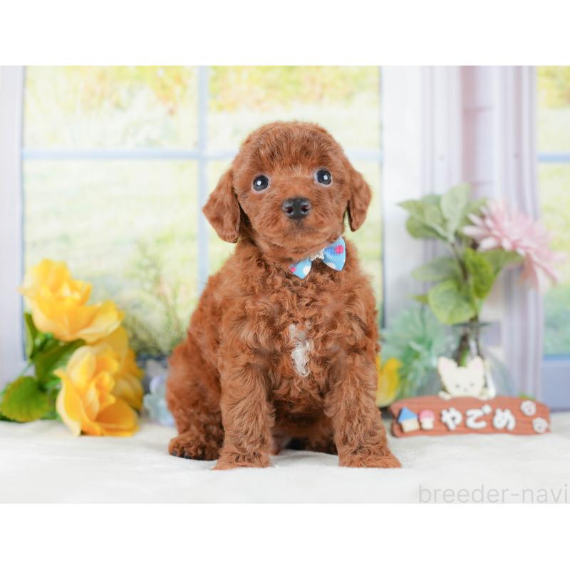 販売中の静岡県のトイプードル-423109の11枚目