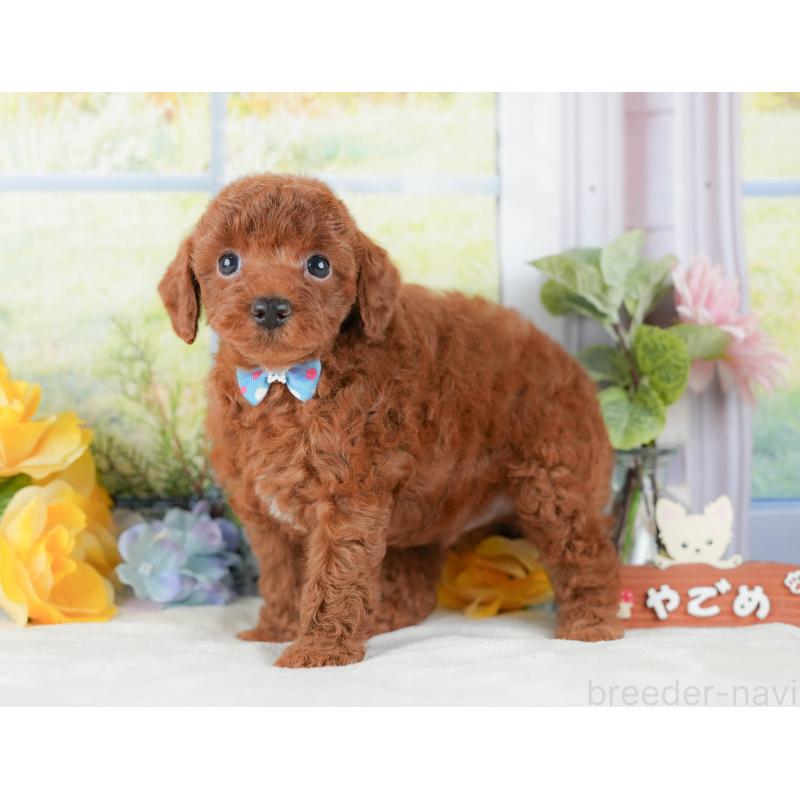 販売中の静岡県のトイプードル-423109の10枚目