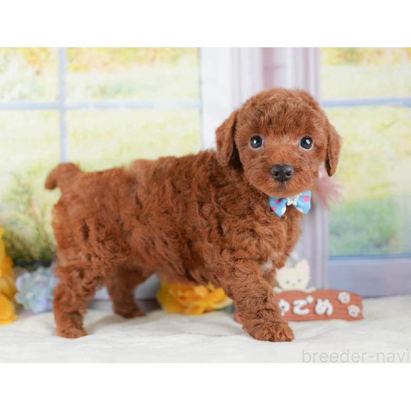 販売中の静岡県のトイプードル-423109の9枚目