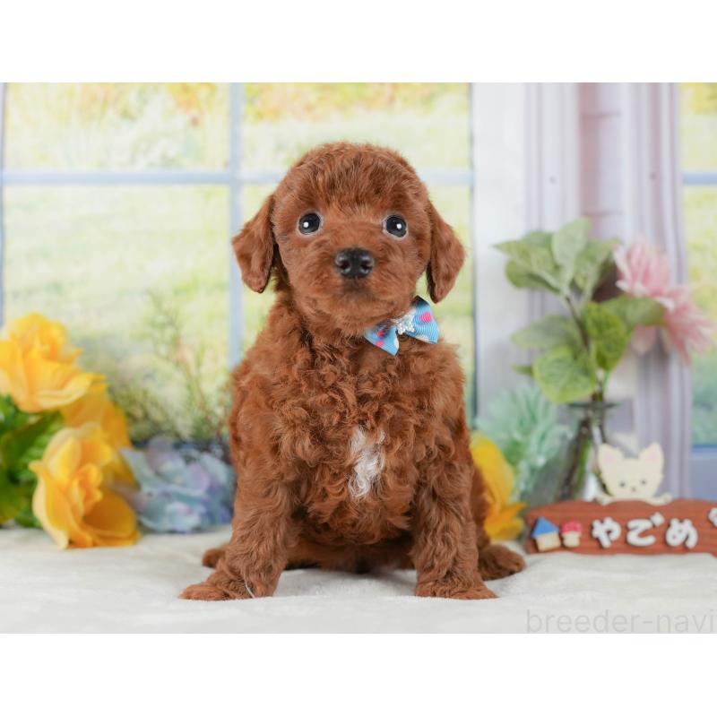 販売中の静岡県のトイプードル-423109の8枚目