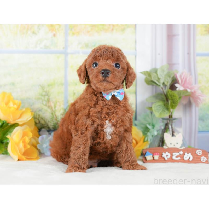 販売中の静岡県のトイプードル-423109の7枚目