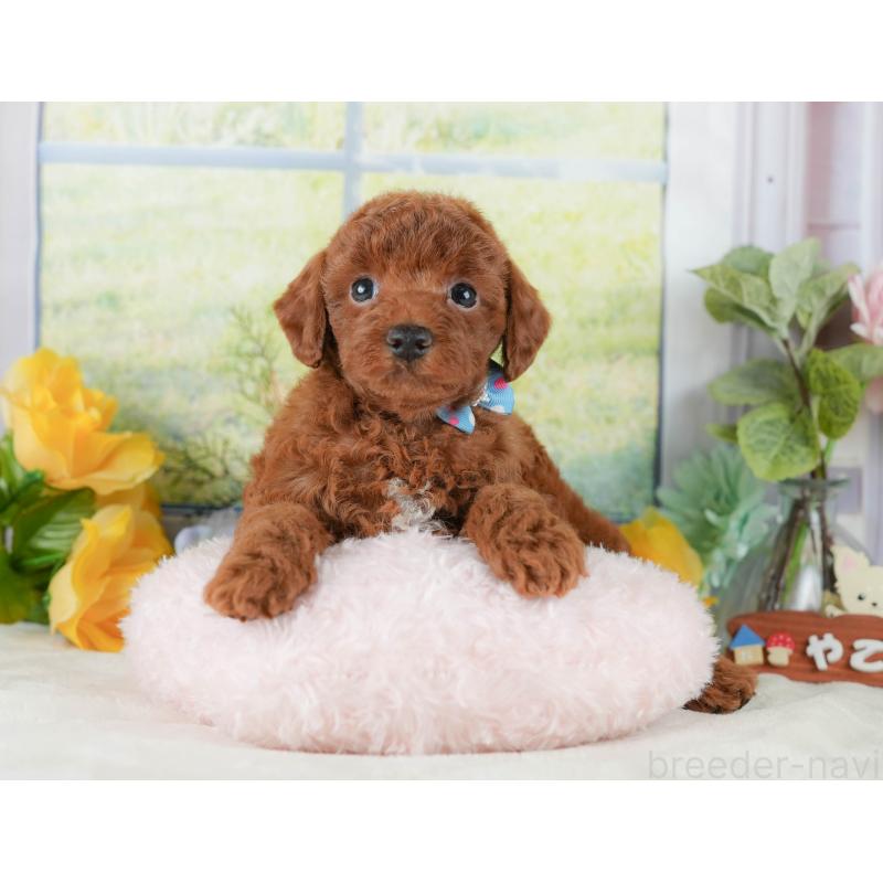 販売中の静岡県のトイプードル-423109の6枚目