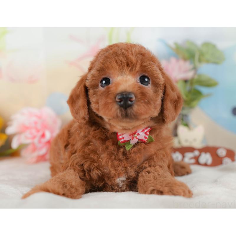 販売中の静岡県のトイプードル-423108の11枚目