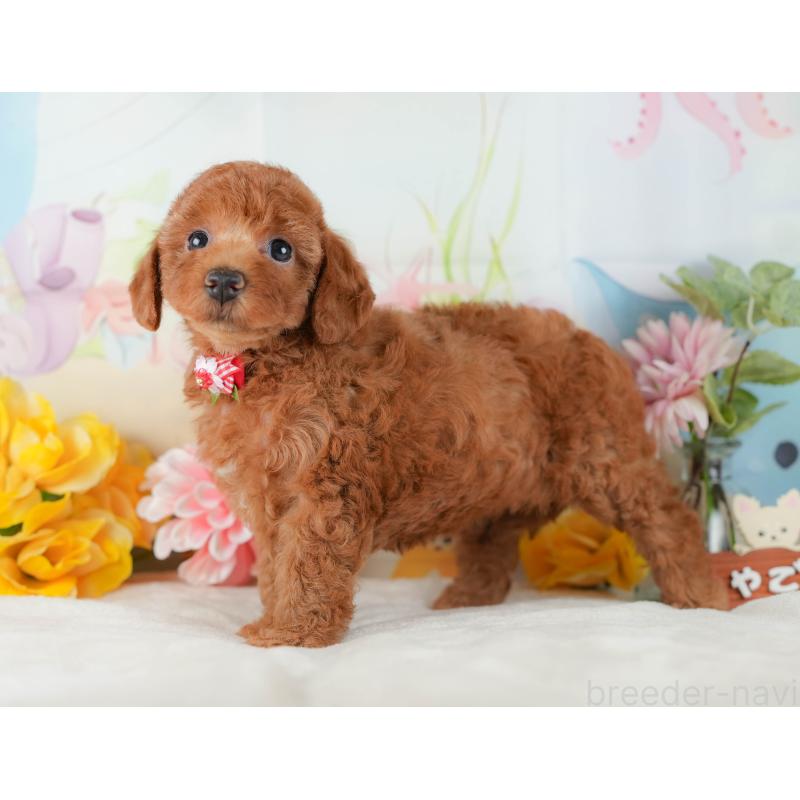 販売中の静岡県のトイプードル-423108の10枚目