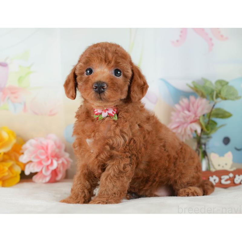 販売中の静岡県のトイプードル-423108の9枚目