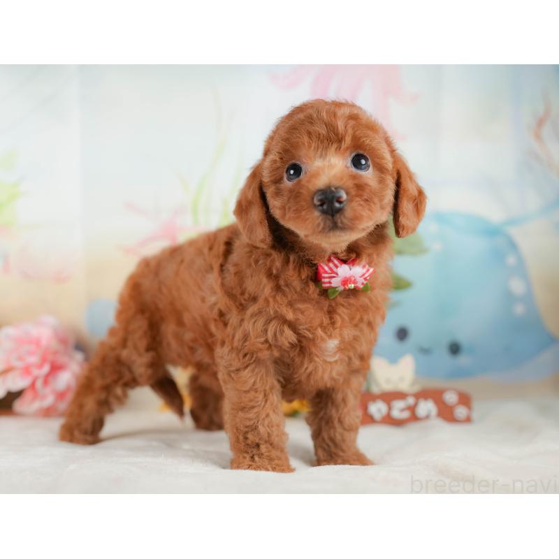 販売中の静岡県のトイプードル-423108の8枚目