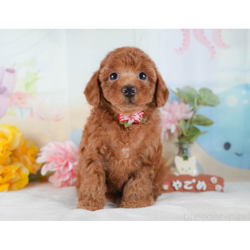 販売中の静岡県のトイプードル-423108の7枚目