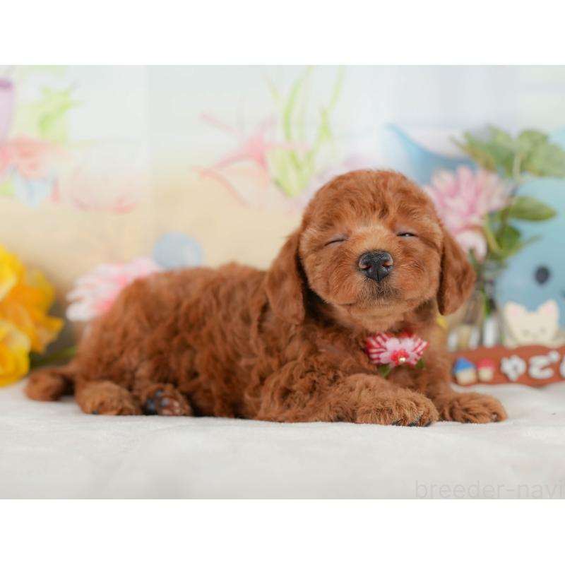 販売中の静岡県のトイプードル-423108の6枚目