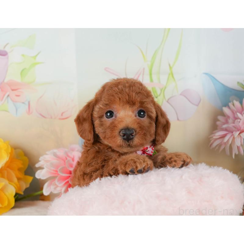 販売中の静岡県のトイプードル-423108の5枚目