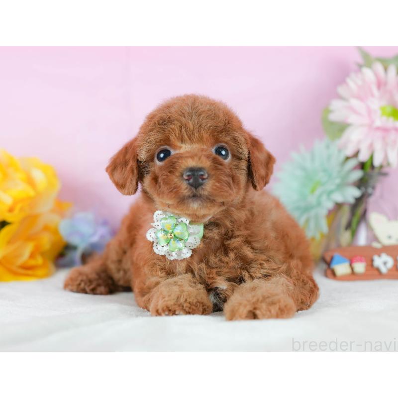 販売中の静岡県のトイプードル-423079の14枚目