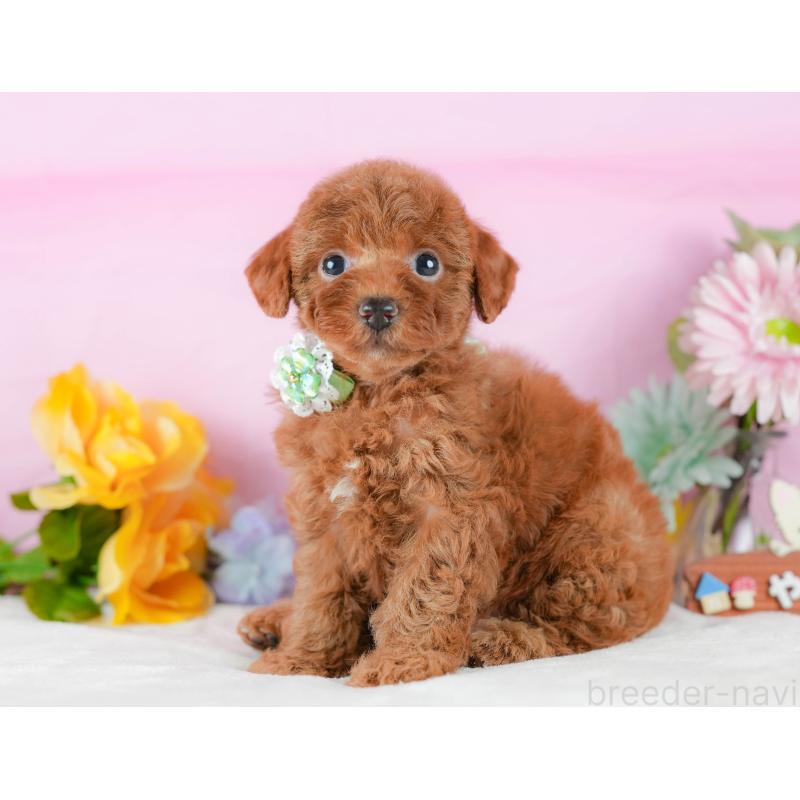 販売中の静岡県のトイプードル-423079の13枚目