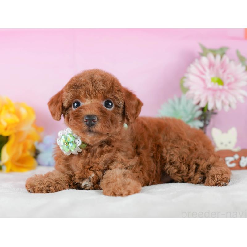 販売中の静岡県のトイプードル-423079の12枚目